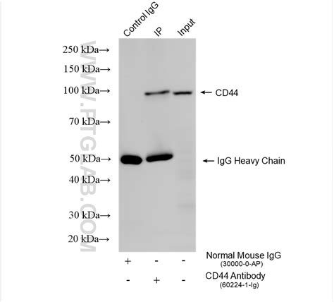 Cd44 Antibody 60224 1 Ig Proteintech