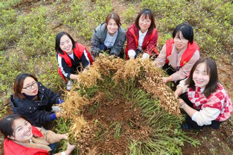 生态农村游引领乡村振兴，七彩富硒花生特色种植托起农民致富梦高庄花生七彩新浪新闻