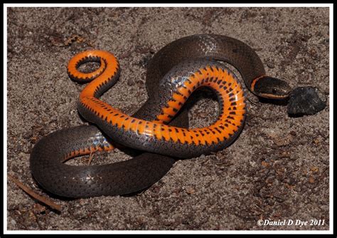 Southern Ringneck Snake Florida Backyard Snakes