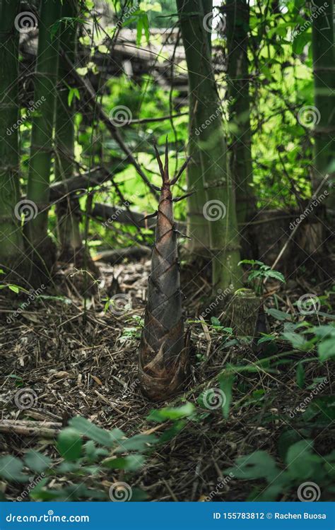Mulher Fina Tocando Seus Seios Em Lingerie Preta Foto De Stock Imagem De Caf Alimento