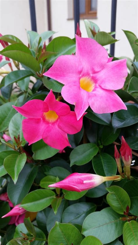 Mandevilla Vine Plant How To Grow And Care For Beginners Florgeous