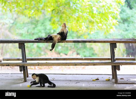 White Faced Capuchin Monkeys Cebus Capucinus Resting On A Picnic