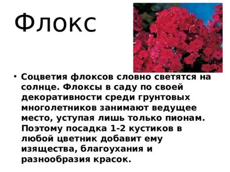 Флокс Друммонда. Посадка, уход в открытом грунте, фото на клумбе