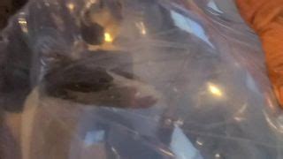 Clear Sex Doll Fucking Free Man Porn Xhamster Xhamster