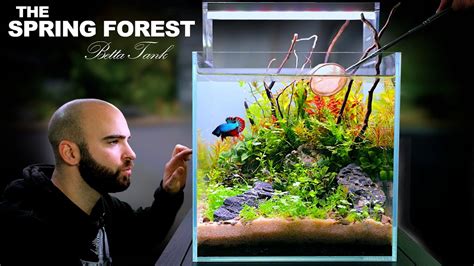 The Spring Forest Cm Betta Fish Ecosystem Cube No Filter Dirted