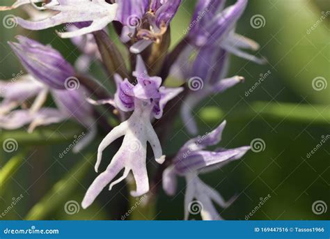 Naked Man Orchid Grecja zdjęcie stock Obraz złożonej z tło