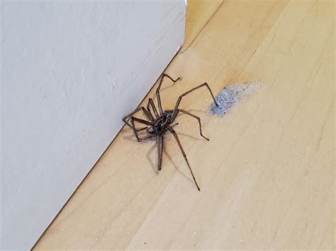 Found in Eugene, Oregon, USA. Is it a giant house spider? : r/whatsthisbug