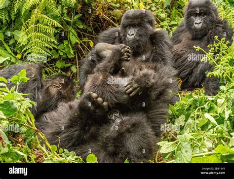 Baby Mountain Gorilla Stock Photo Alamy