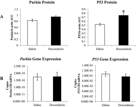 The Effect Of Dox On Parkin And P53 A Bar Graph Showing Densitometric Download Scientific