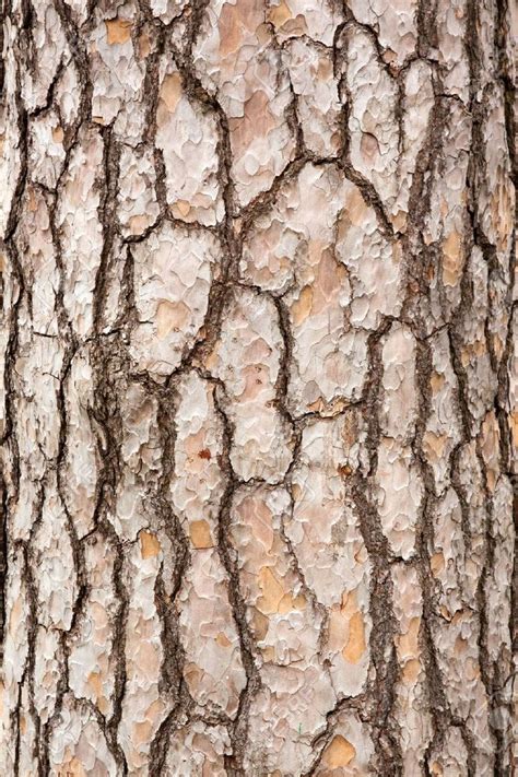 Pin By Alejandra Pacheco On Life Tree Bark Texture Tree Textures