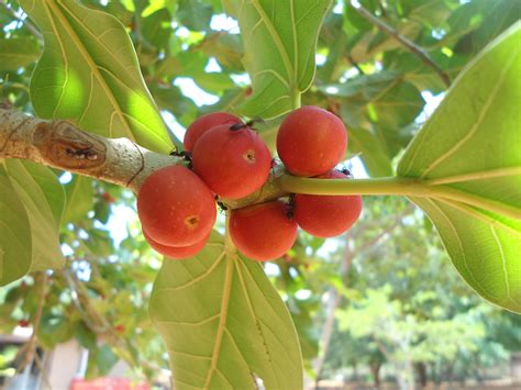 Filebanyan Fruit Ficusbenghalensis Igzoopark Visakhapatnam