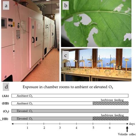 experimental design consisted  plants exposed   days