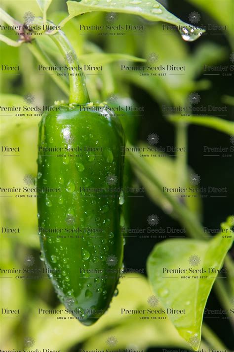 Hot Chilli Pepper Jalapeno Early Premier Seeds Direct