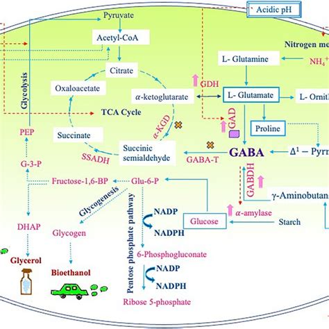 Representation Of Different Gaba Metabolic Pathways In Cyanobacteria