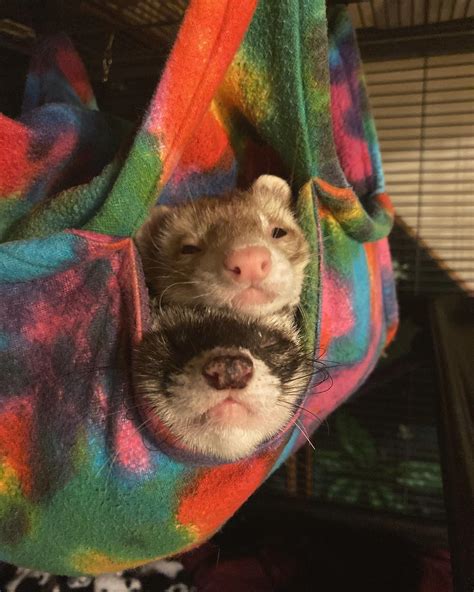 what happens if ferret sleeping too much cheap 6