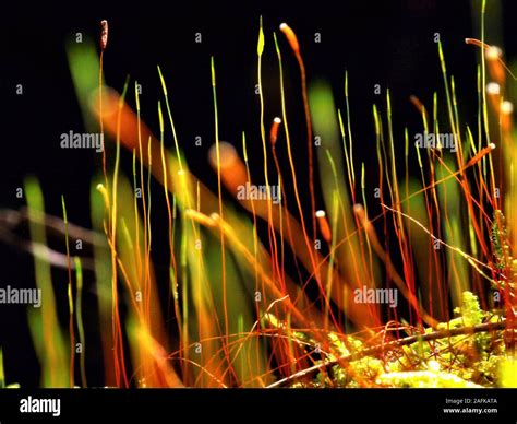 Magic grass hi-res stock photography and images - Alamy