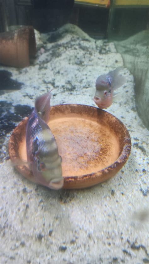 Breeding pair of flowerhorns : r/Cichlid