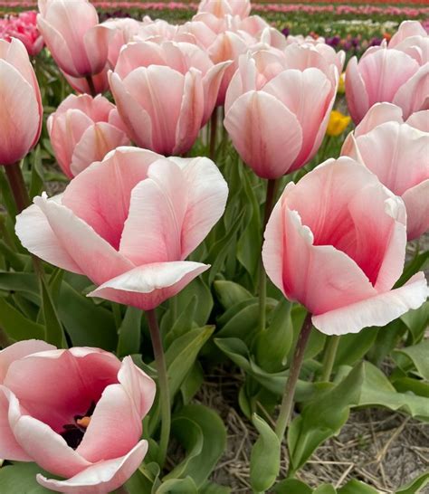 Tulip Bulbs Salmon Impression Huge Tulips In Your Garden Tulip Store