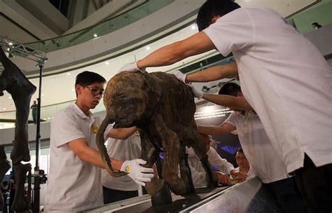 Frozen Woolly Mammoth In Russia