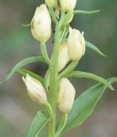 Cephalanthera