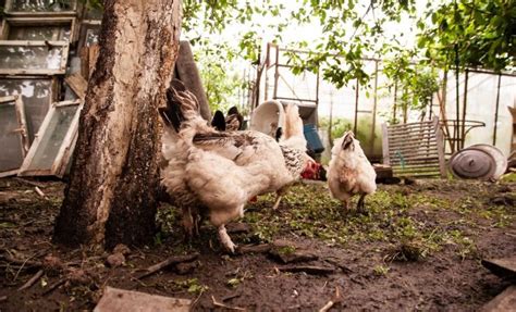 Удобряем куриным пометом деревья и кустарники | В саду (Огород.ru)