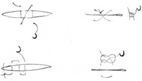 Sturgeon Aquaculture Specialised Techniques For Determining The Sex Of Sturgeon The Fish Site