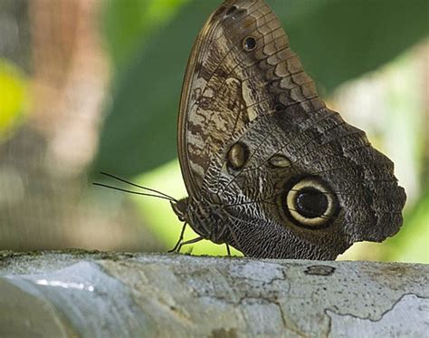 Fondo Gran B Ho Mariposa Polilla En El Bosque Polilla B Ho Bosque Foto