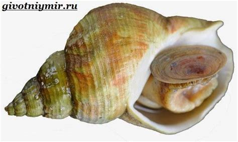 трубач морепродукт что это такое