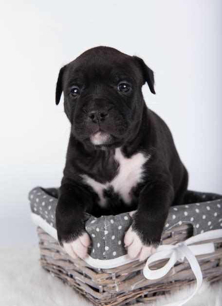 Premium Photo Black And White American Staffordshire Terrier Dog Or