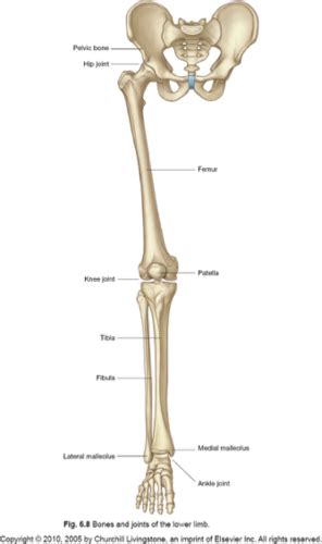 Lower Limb Anatomy Flashcards Quizlet