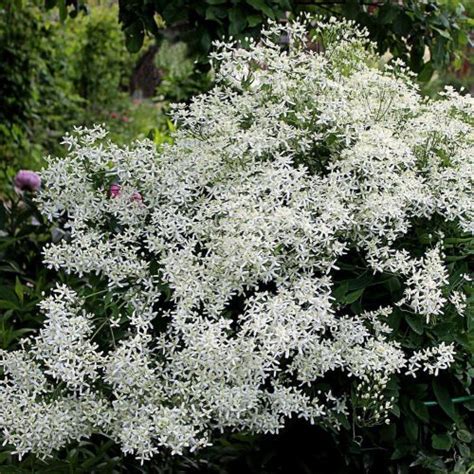 купить саженец Клематис Vitalba (мелкоцветковый винограднолистный)