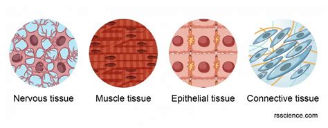 types  animal tissue  robert thaler blog