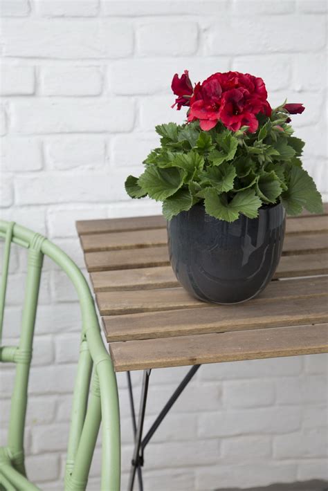Elegance Franny * | Hendriks Young Plants