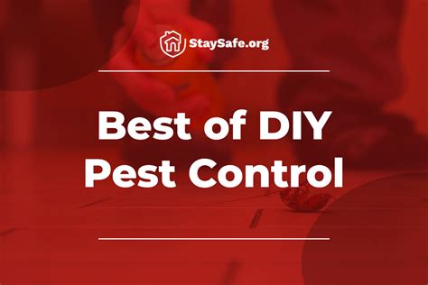 Want to Tackle Pests Yourself? Best DIY Pest Control Subscriptions