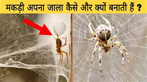 मकड़ी जाला कैसे और क्यों बनाती है Spider Spinning Web In Hindi Youtube