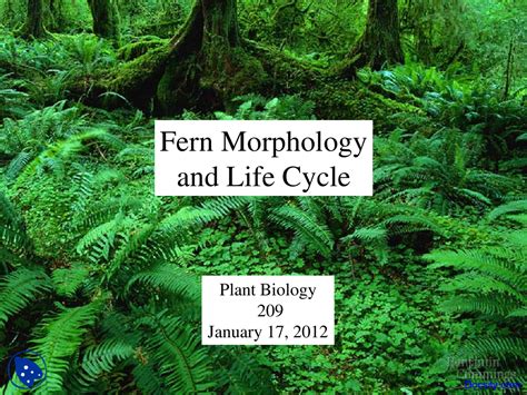 Fern Morphology Biology Of Ferns Plants Lecture Slides Docsity