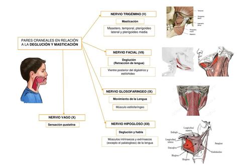 Esses Músculos Que Trabalham Em Pares São Chamados De