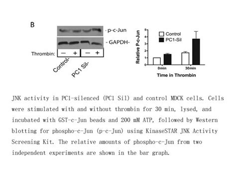 Apexbio Kinasestar Jnk Activity Screening Kit Screens Jnk Activity