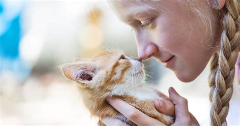 Blonde Cat Names Find Cat Names