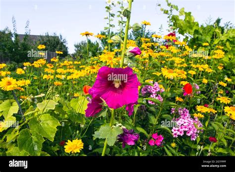 Beautiful Hollyhock Flowers In A Garden Stock Photo Alamy