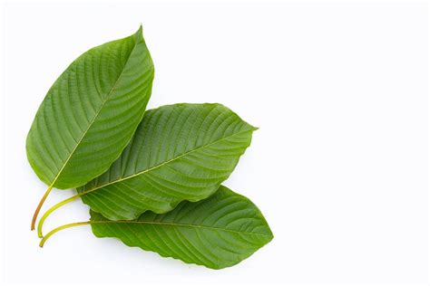 Guide To Thai Leaf Kratom