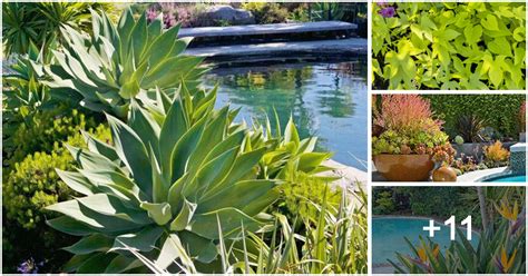 15 Stunning Plants For Pool Landscape