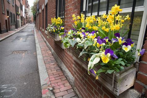 Spring Flowering Containers - B.B. Barns Garden Center + Landscaping