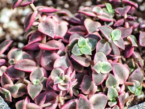 Crassula Plants Growing Profile