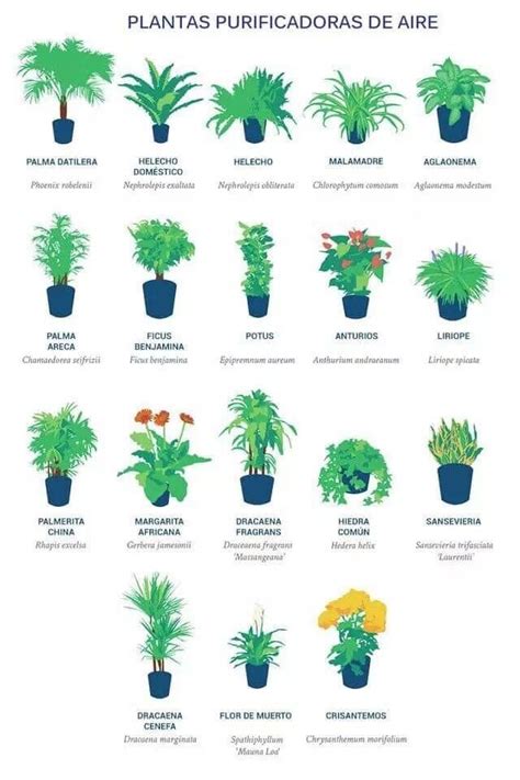 5 Nomes De Plantas Terrestres - Lista De Plantas Terrestres Plantas Terrestres | PDF