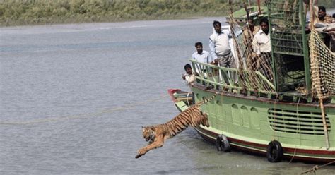 Sundarbans India/Bangladesh - tiger attacks - 2017 research paper ...