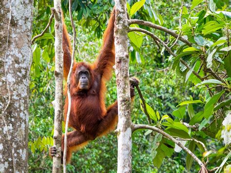The 8 Best Road Trips In Malaysia For Beaches Wildlife And More