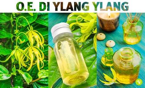 Olio Essenziale Di Ylang Ylang Propriet E Uso In Aromaterapia E Cosmetica