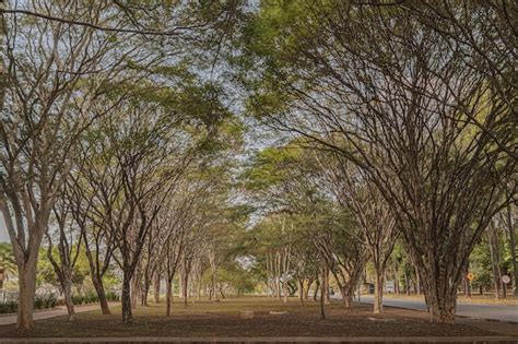 Premium Photo | Brazilian cerrado biome trees with large branches and ...