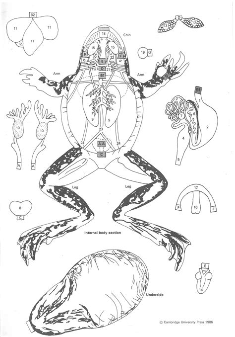 Anatomy Of A Frog Worksheet